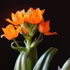 Ornithogalum