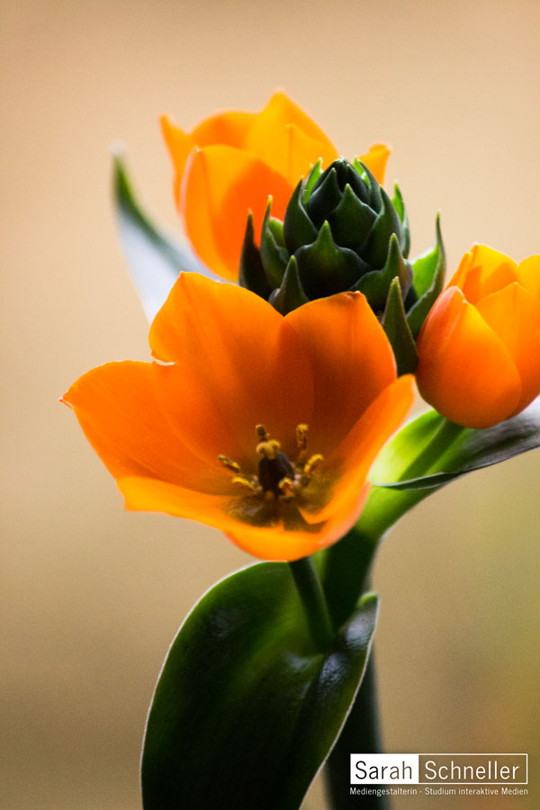 Ornithogalum