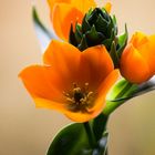 Ornithogalum