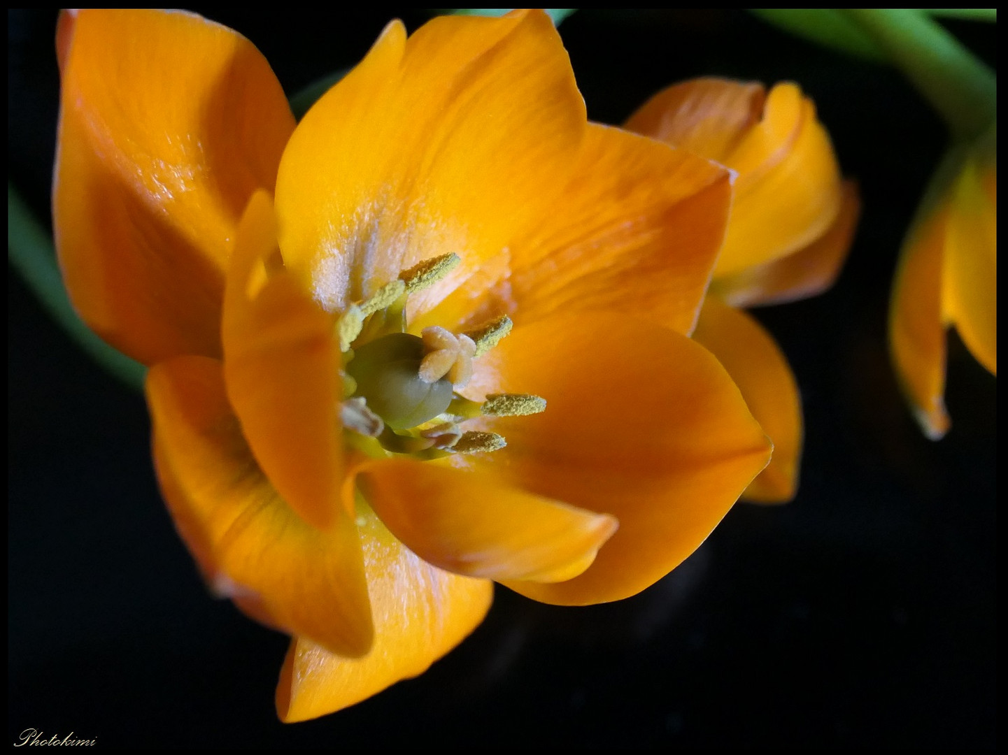 Ornithogalum 