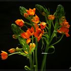 Ornithogalum 