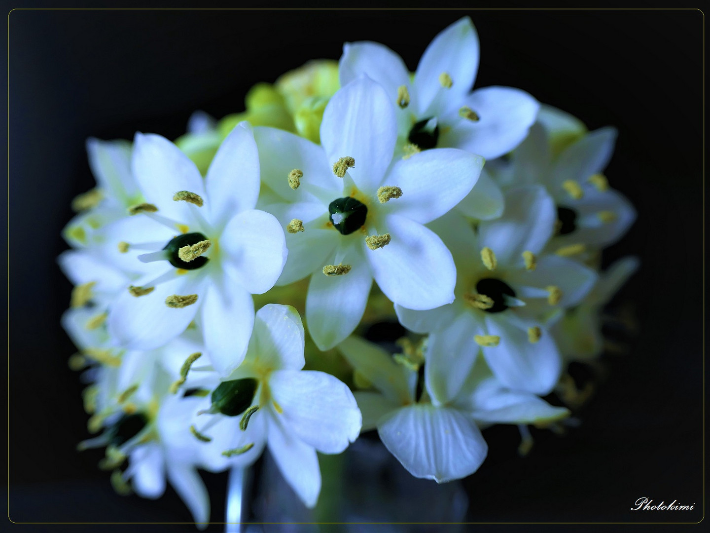 Ornithogalum arabicum (Arabischer Milchstern) 