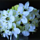 Ornithogalum arabicum (Arabischer Milchstern) 