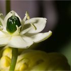 Ornithogalum arabicum, auch Arabischer Milchstern