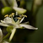 Ornithogalum arabicum, auch Arabischer Milchstern