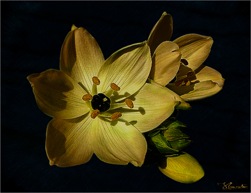 ORNITHOGALUM ARABICUM