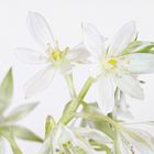 ornithogalum