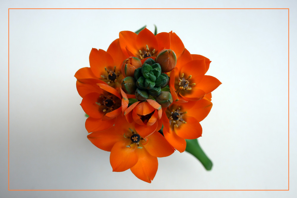 Ornithogalum