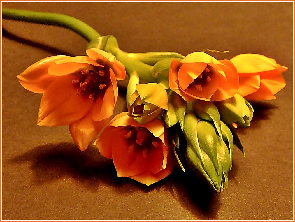 Ornithogalum . . .