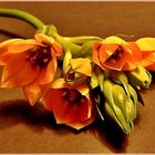 Ornithogalum . . .