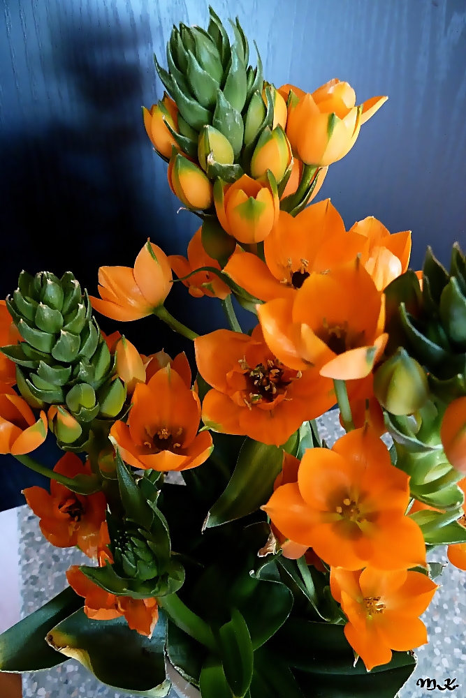 Ornithogalum