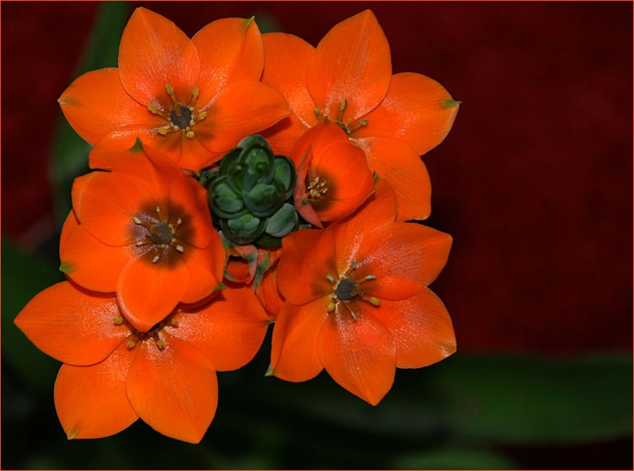 Ornithogalum Dubin 2