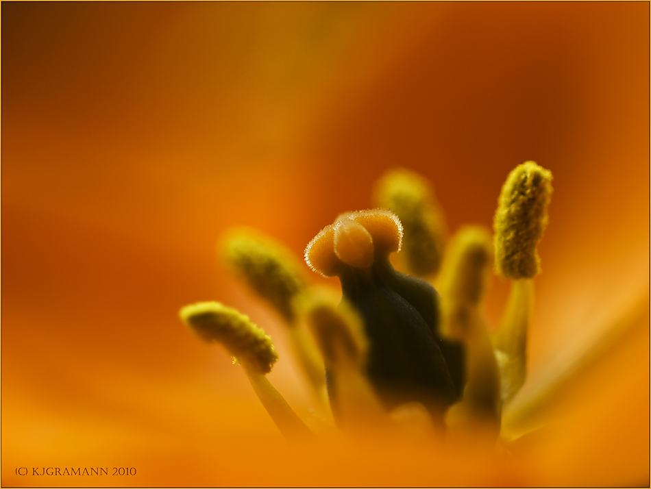 ornithogalum dubium......