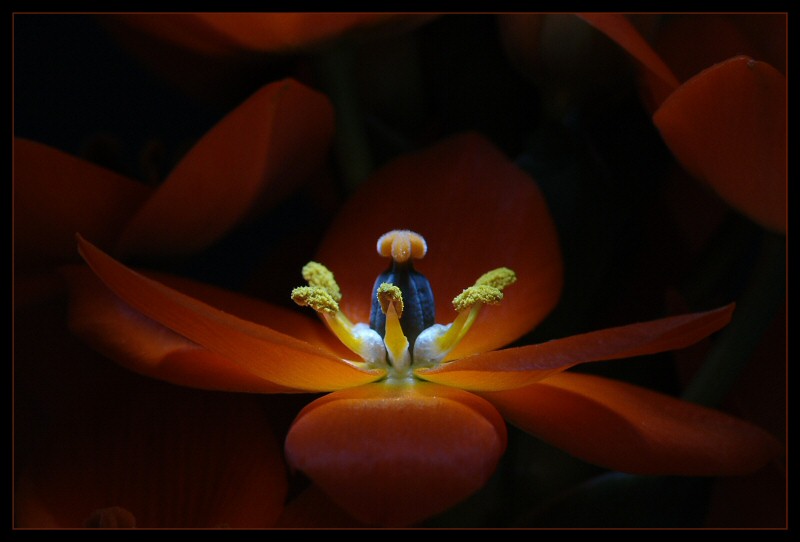 Ornithogalum Dubium