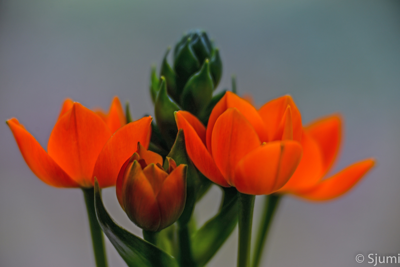 Ornithogalum dubium