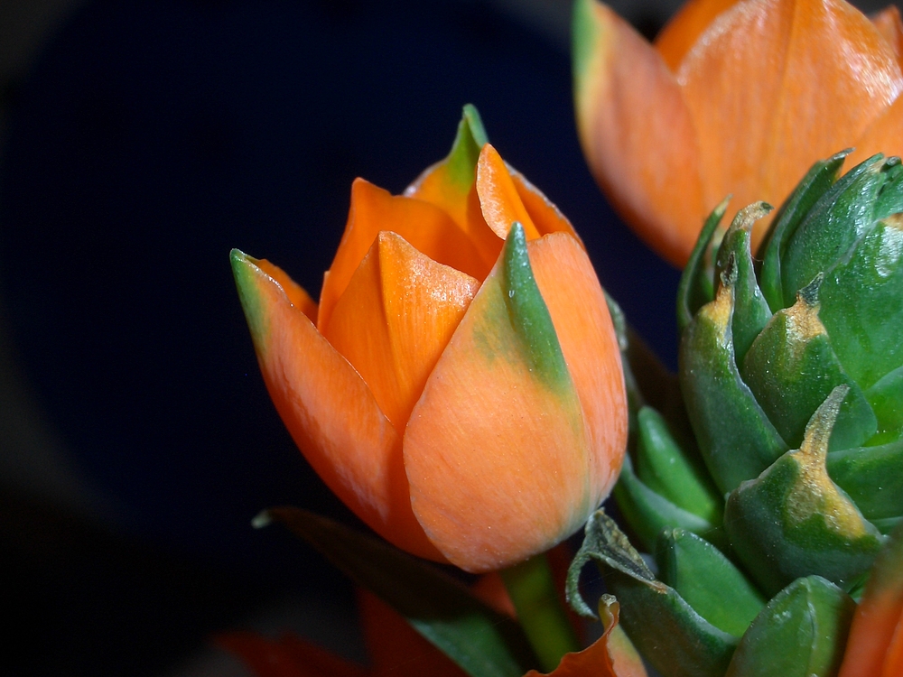 Ornithogalum Dubium