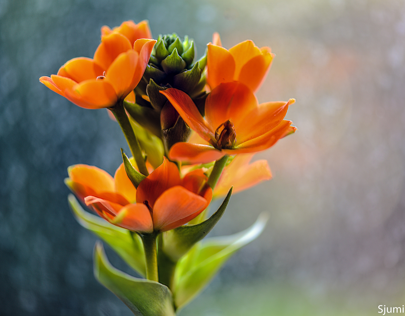 Ornithogalum Dubium