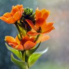 Ornithogalum Dubium