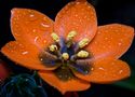 Ornithogalum dubium de Emilio A. Cano 