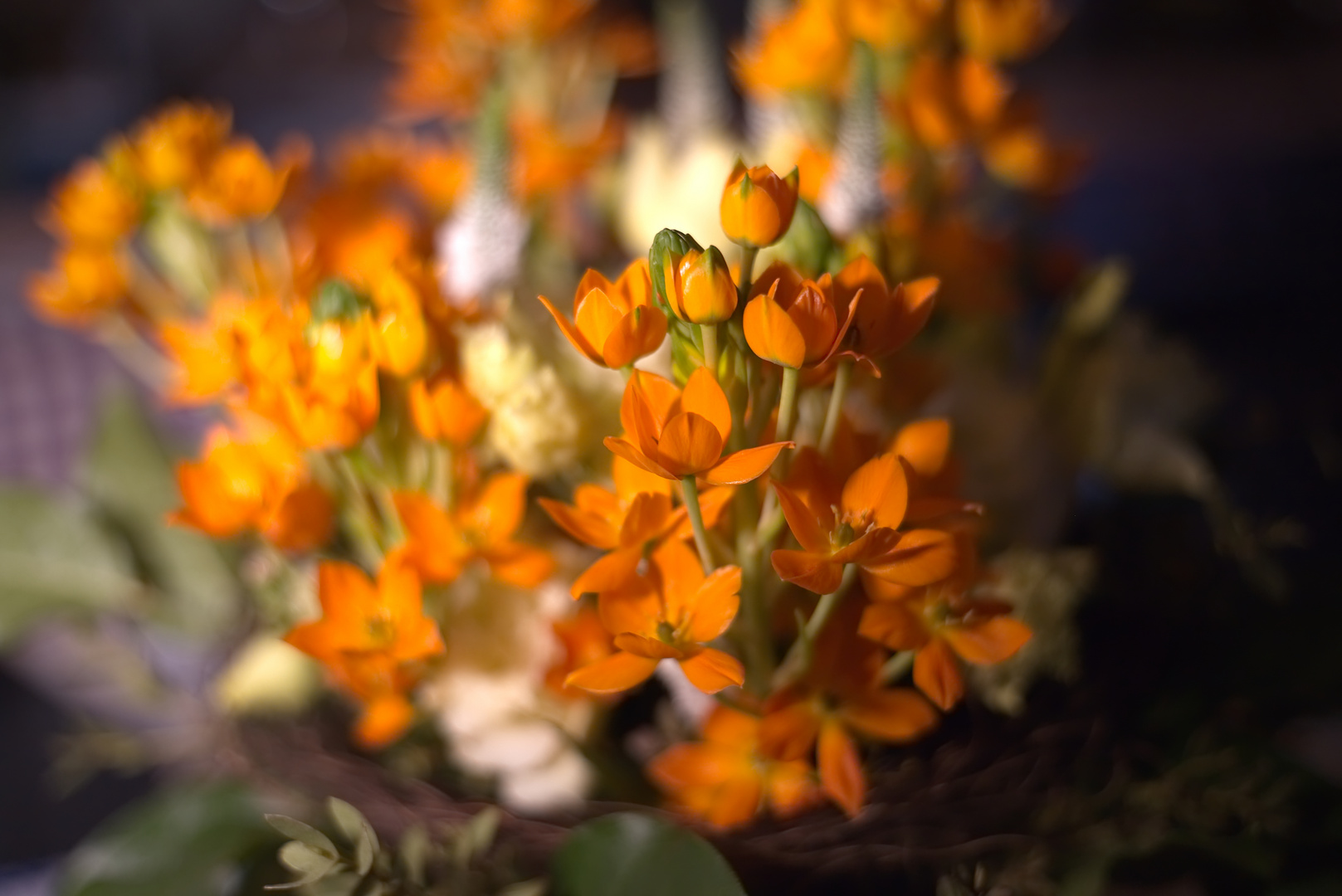 Ornithogalum dubium