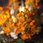 Ornithogalum dubium