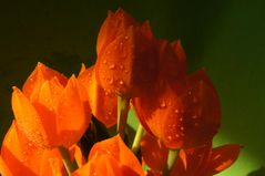 Ornithogalum Dubium