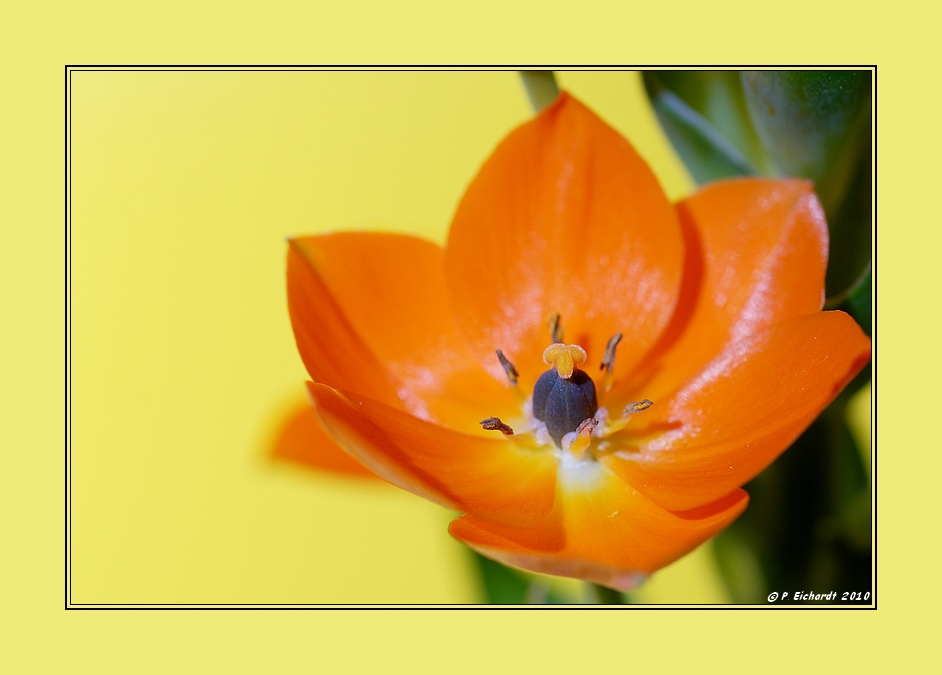 Ornithogalum Dubium