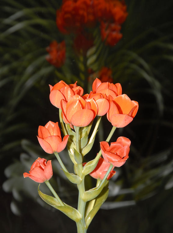 Ornithogalum dubium auf Fensterbank