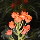 Ornithogalum dubium auf Fensterbank