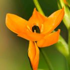 Ornithogalum Dubium