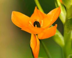 Ornithogalum Dubium