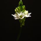 Ornithogalum Dubium