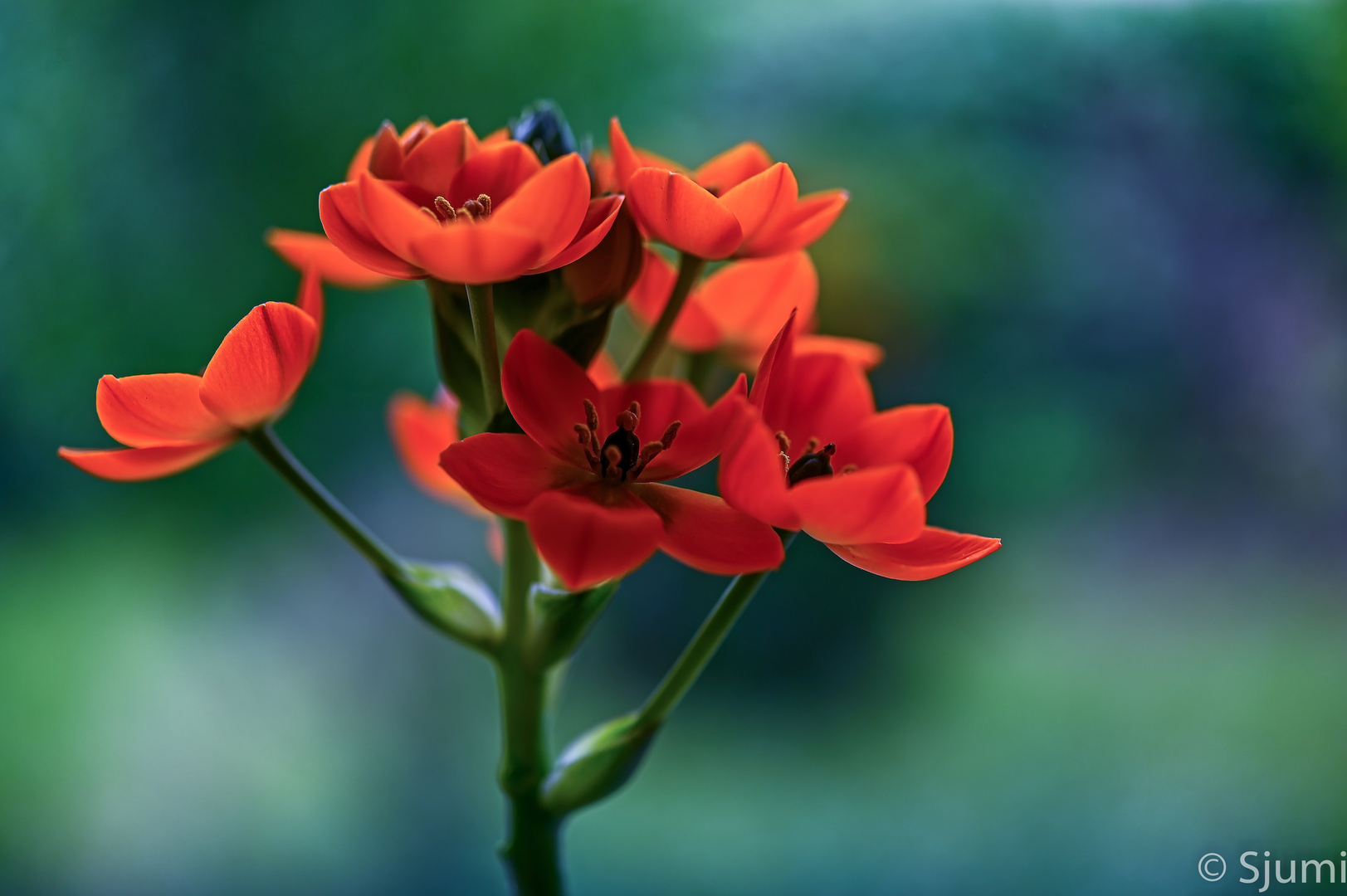 Ornithogalum dubium