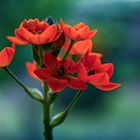 Ornithogalum dubium