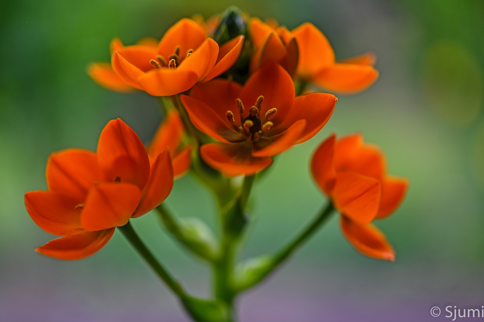 Ornithogalum dubium