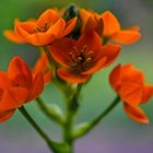 Ornithogalum dubium