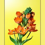 Ornithogalum Dubium - die ganze Blüte