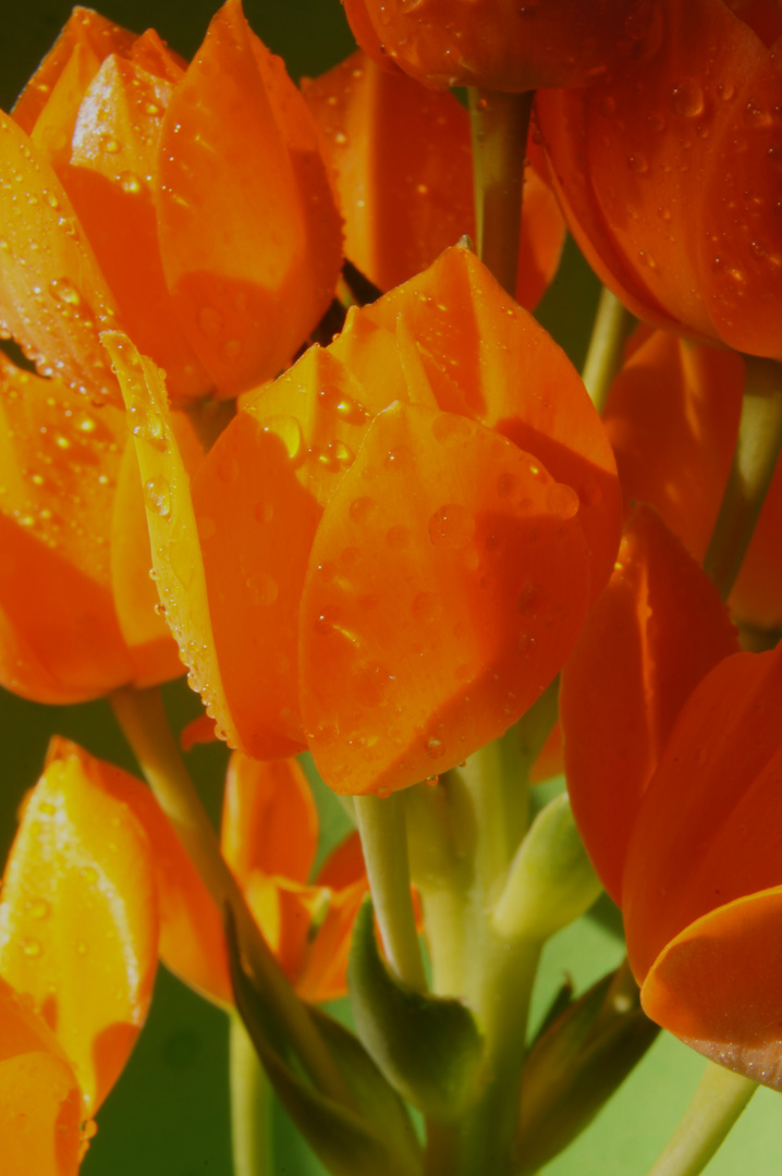 Ornithogalum Dubium II