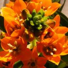 Ornithogalum Dubium IIII