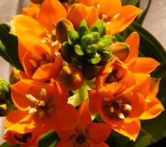 Ornithogalum Dubium IIII