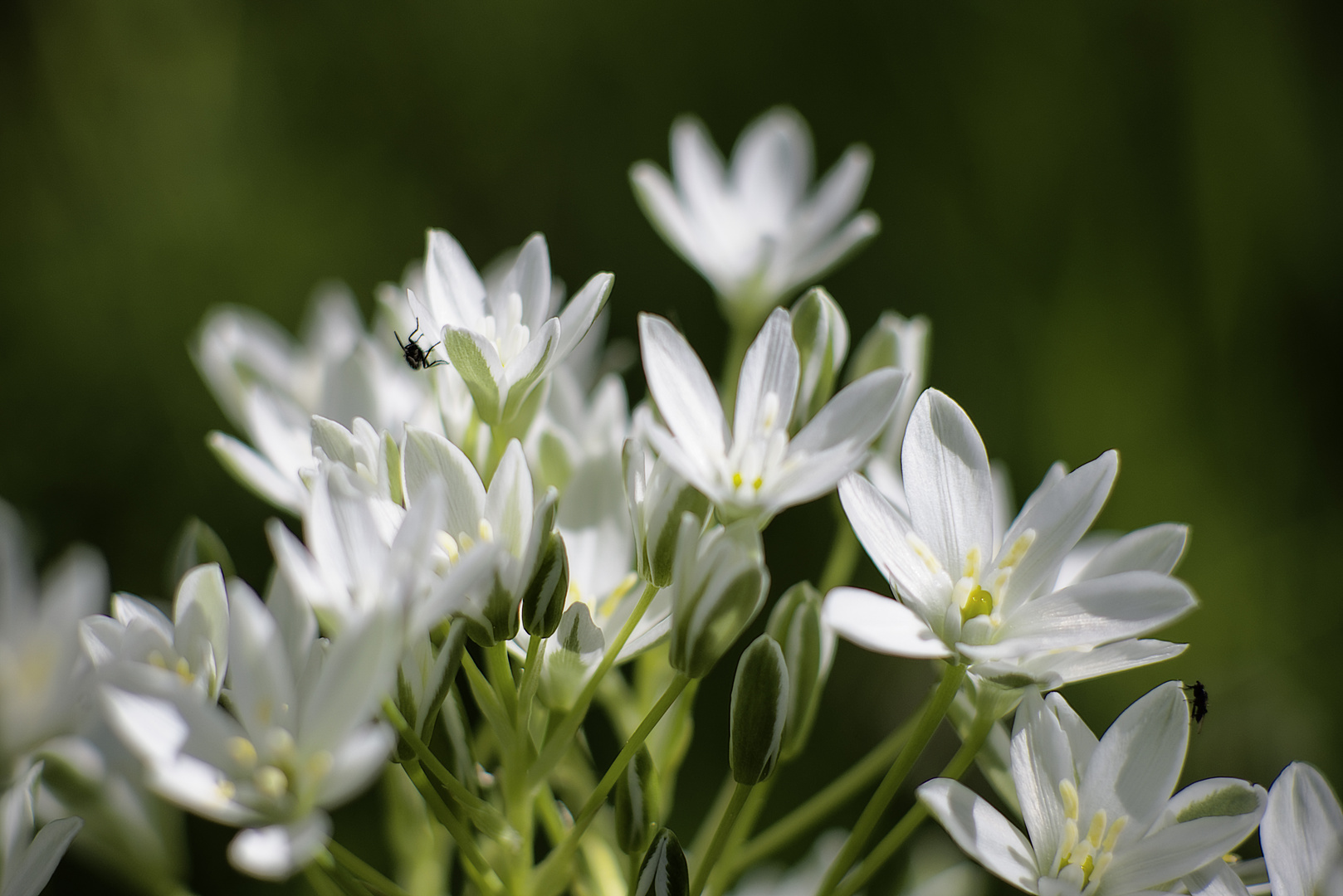 Ornithogalum