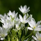 Ornithogalum