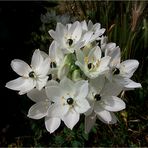 ORNITHOGALUM