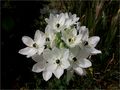 ES: ORNITHOGALUM von JESUS MARTIN HERNANDEZ 