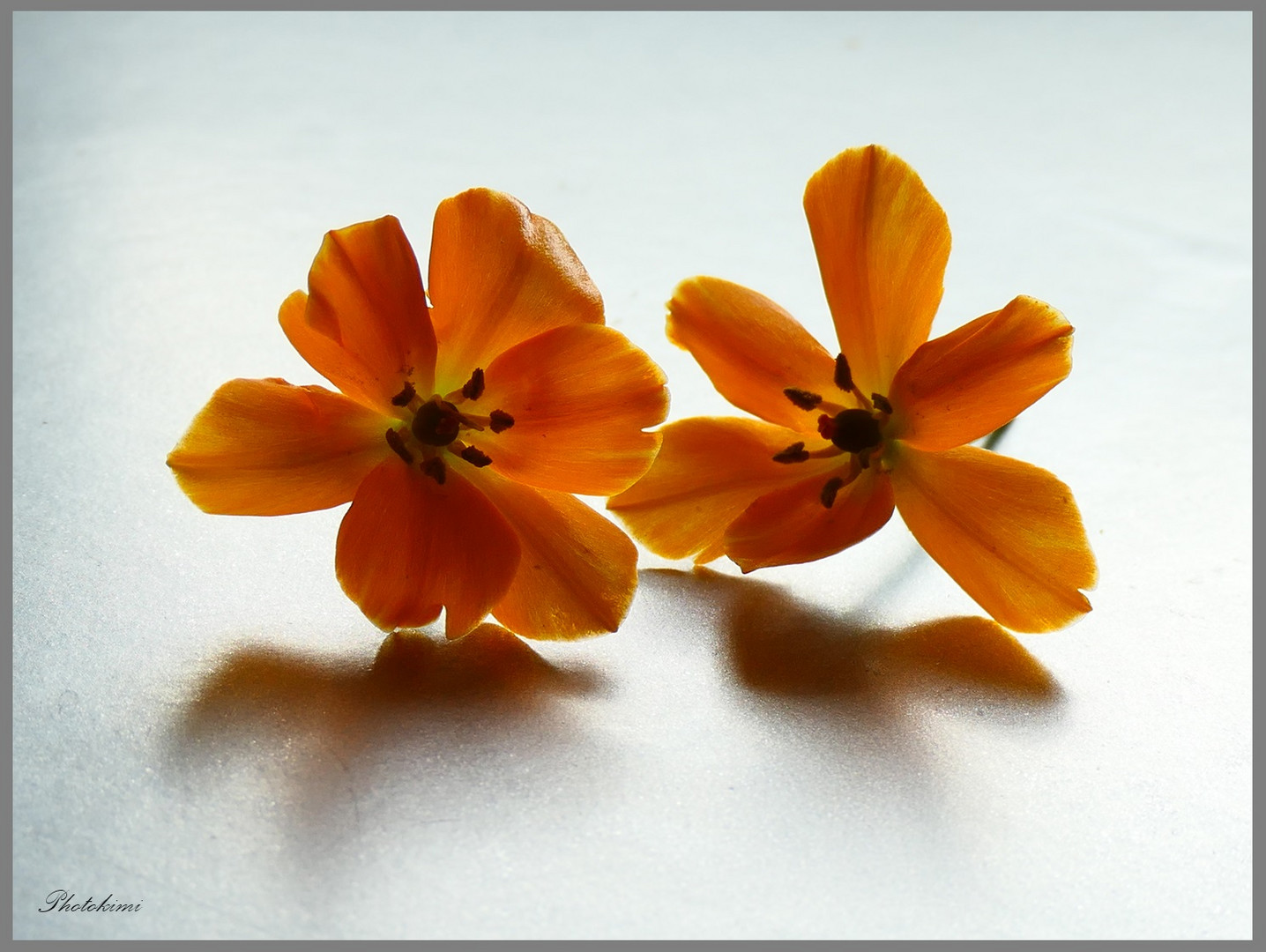 Ornithogalum (II)