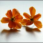 Ornithogalum (II)