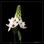 ornithogalum II