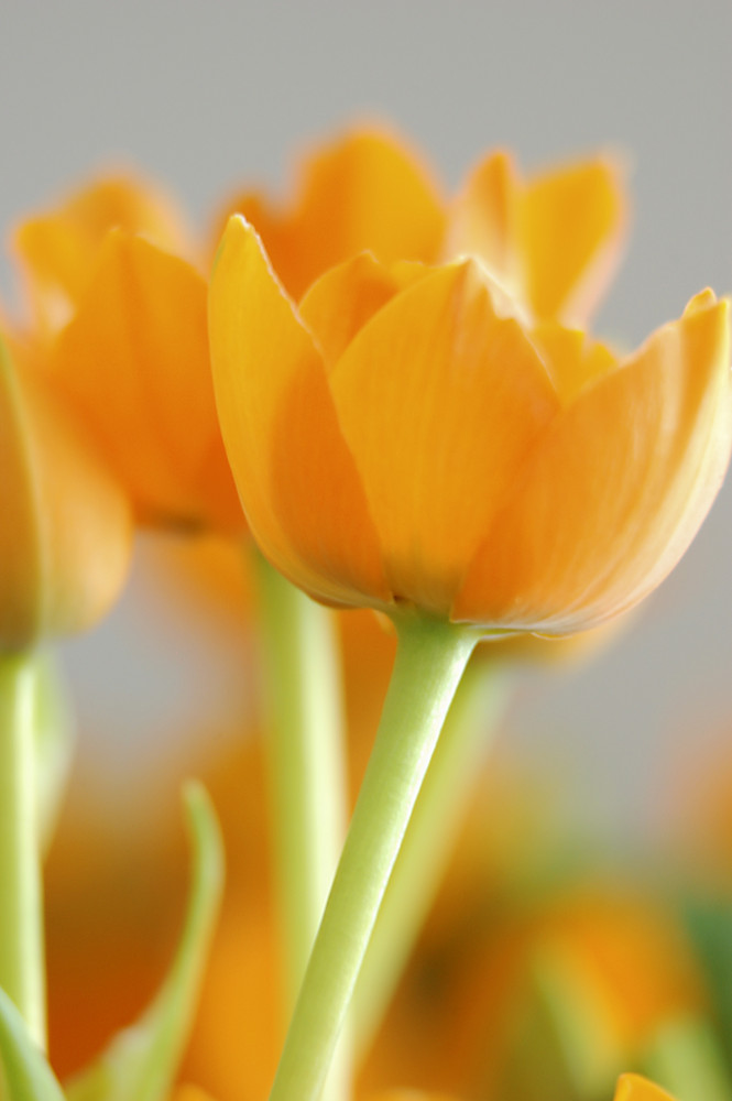 Ornithogalum - Milchstern