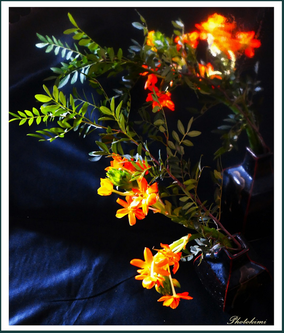 Ornithogalum mit einem Zweig gespiegelt