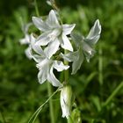 Ornithogalum nutans